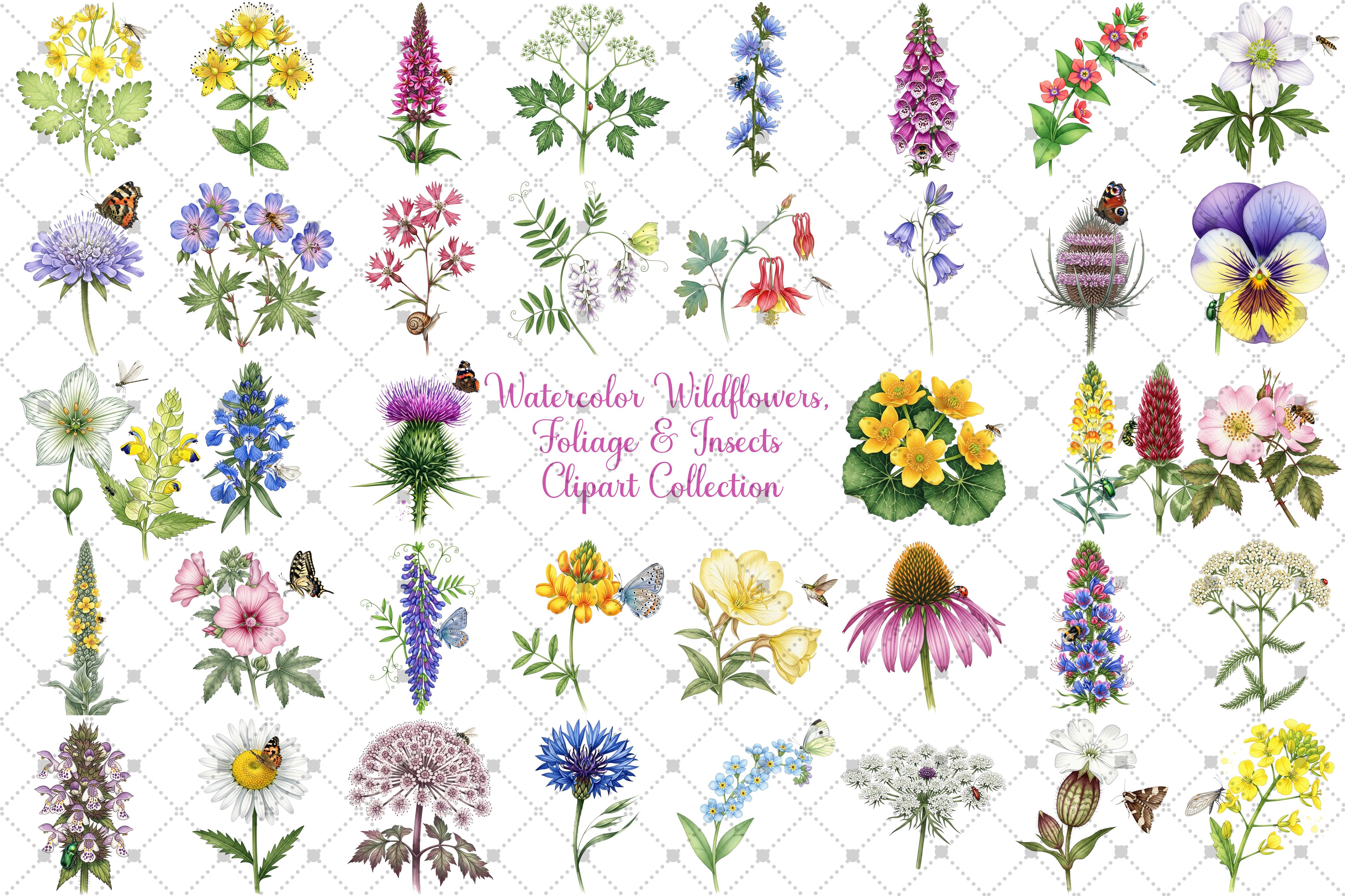 Wild Flowers, Butterflies and Dragonfly